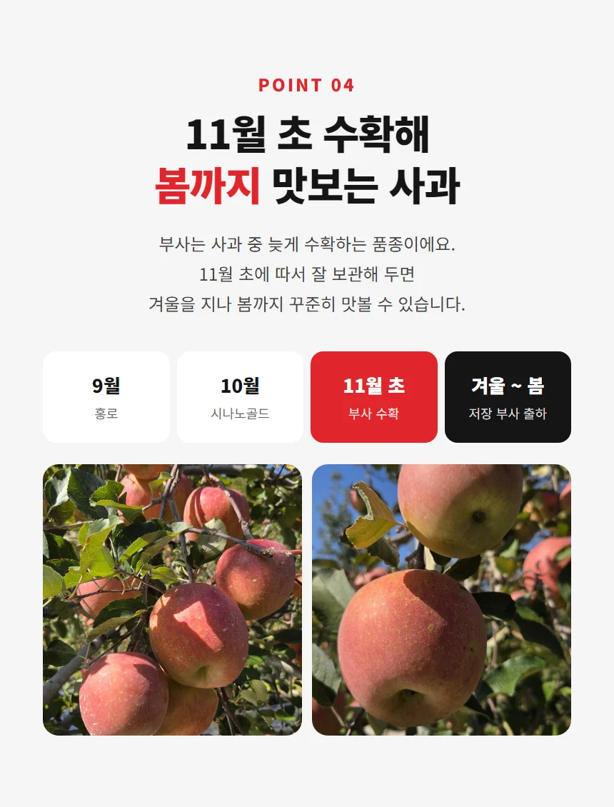POINT 04 11월 초 수확해 봄까지 맛보는 부사