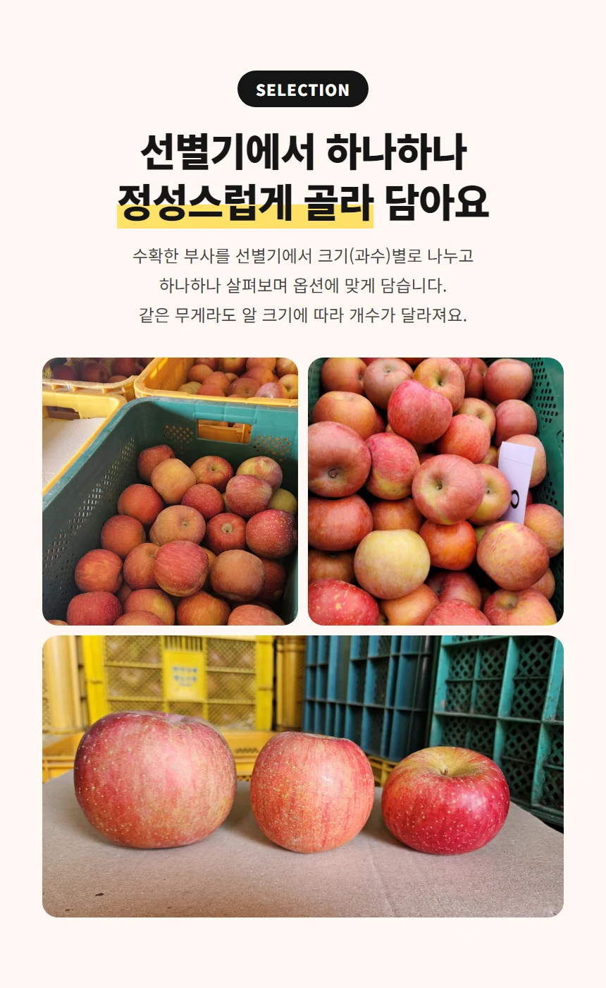 선별기에서 하나하나 정성스럽게 골라 담는 부사