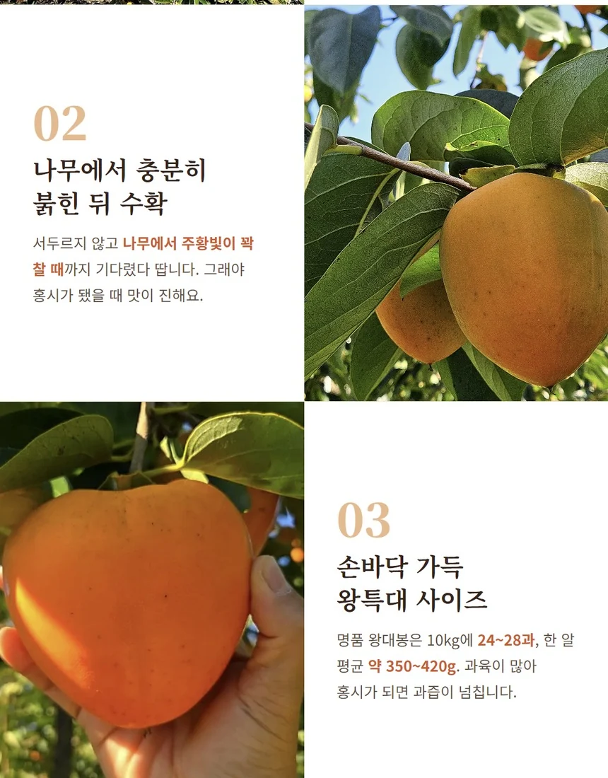 나무에서 충분히 붉힌 왕대봉, 손바닥 가득 특대과
