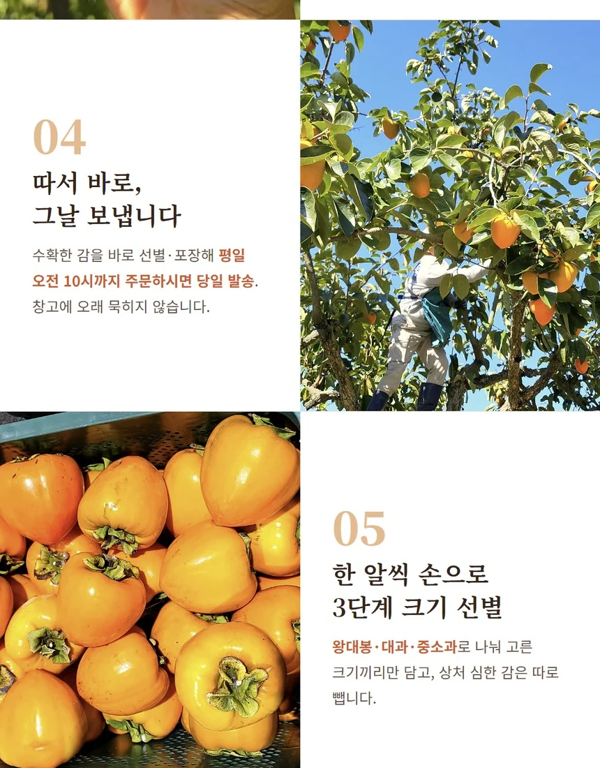 따서 바로 당일 발송, 3단계 크기 선별