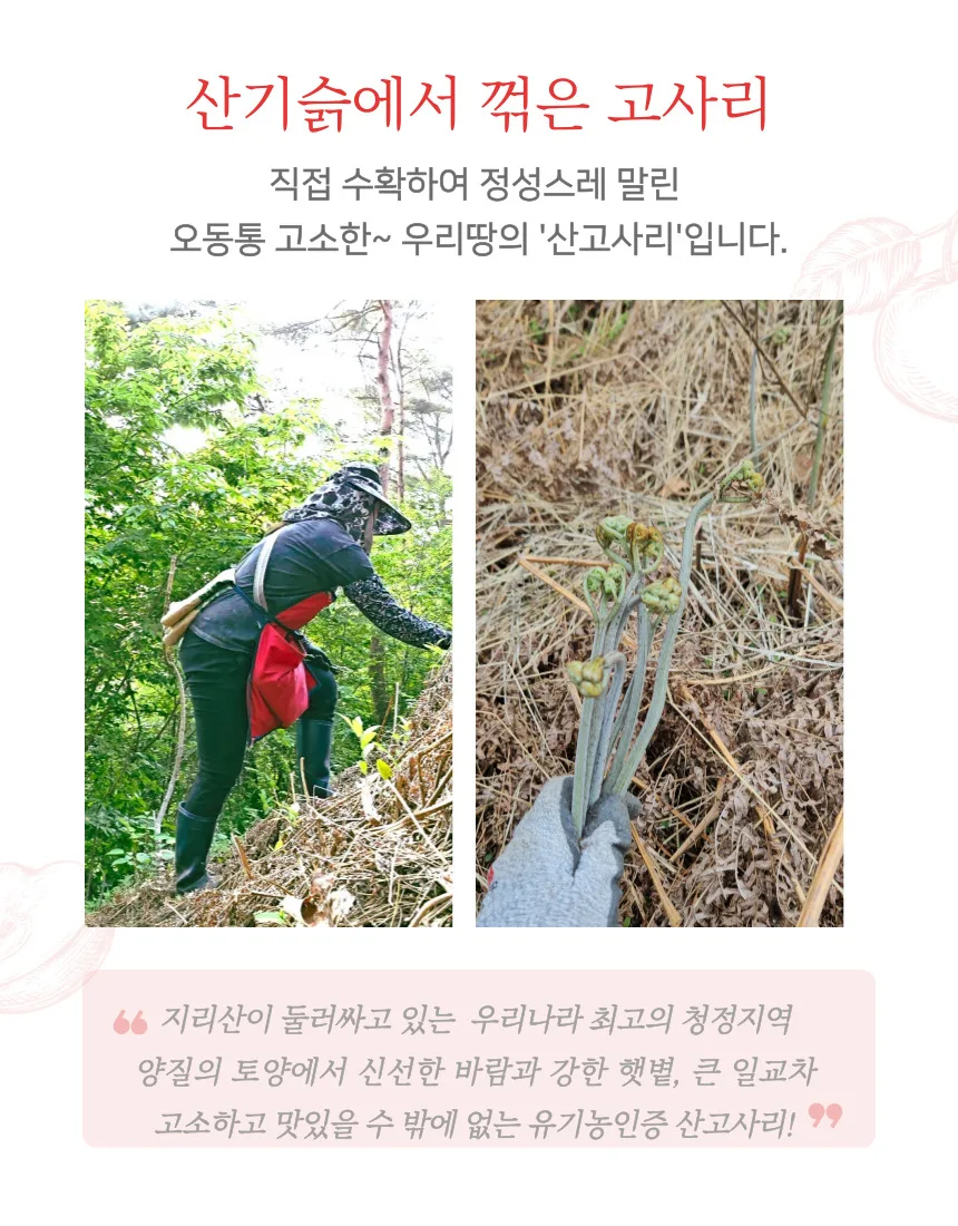 건고사리 지리산 햇고사리 대용량